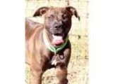 Adopt YUKON a Boxer  Mixed dog in Sacramento CA (15739067)