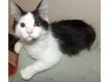 Adopt Bugsy a Black and White or Tuxedo Domestic Mediumhair (med
