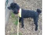 Adopt Benny a Black Poodle (Toy or Tea Cup)  Mixed dog in Hurst 