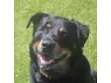 Adopt Hank a Black Rottweiler  Mixed dog in Wichita KS (15787518