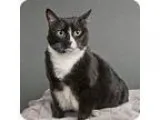 Adopt Flora a Domestic Short Hair-black and white