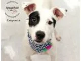 Adopt Eugenia a Pointer  Mixed dog in Kansas City MO (15670309)