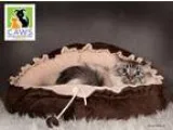 Adopt Topher a Siamese  Mixed cat in Salt Lake City UT (15786673