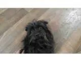Adopt Athena a Black - with Brown Red Golden Orange or Chestnut 