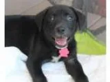 Adopt Brussels a Black - with White Labrador Retriever  Mixed do