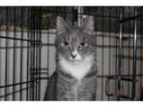 Adopt Gracie a Tabby - Grey