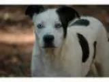Adopt Sky a Australian Shepherd Jack Russell Terrier