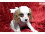 Bailey Female Cavalier [phone removed]