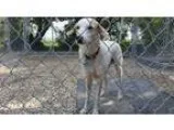 Adopt Papas a White Labrador Retriever  Mixed dog in Calgary AB 