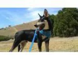 Adopt Mac a Shepherd