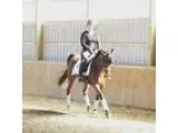 1st level dressage horse for sale