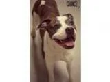 Adopt Chance a Boxer