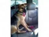 Lost German Shepherd quot Lab mix