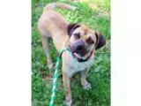Adopt Flower a Pug Boxer