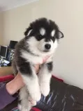 Homebred alaskan malamute puppies