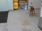 Adopt CHARLOTTE a RedGoldenOrangeCh estnut Miniature Pinscher  M