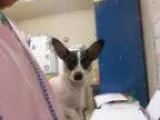 Adopt Lessy a Jack Russell Terrier