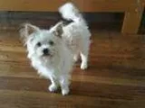 Adopt Sabastian a Scottish Terrier Scottie