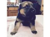 Adopt Nina a German Shepherd Dog  Mixed dog in Little Rock AR (1