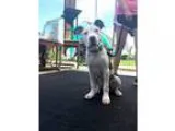 Adopt MayDay a White - with Gray or Silver Pit Bull Terrier  Mix