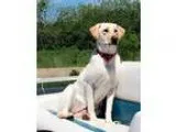 Adopt Scout a TanYellowFawn Labrador Retriever  Mixed dog in San