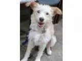 Adopt Pattsy a White - with Tan Yellow or Fawn Wheaten Terrier  