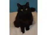 Adopt Strawberry a Domestic Longhair  Mixed (short coat) cat in 