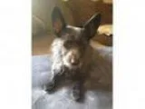Adopt Dolce a Chinese Crested Dog Jack Russell Terrier