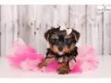 Female Teacup Yorkie -Rosie