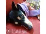 Adopt Sam a Black - with Tan Yellow or Fawn Manchester Terrier  