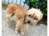 Adopt Mya a Schnauzer Wheaten Terrier