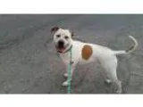 Apollo - Male Labrador Retriever Mix