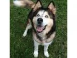 Adopt Lukas a Alaskan Malamute  Mixed dog in Burnaby BC (1575757