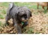 Adopt Stella a Shih Tzu  Mixed dog in Bauxite AR (15694725)