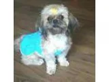 Adopt Chelsea a Shih Tzu