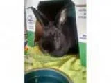Adopt Truffles a Bunny Rabbit