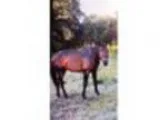 Thoroughbred Stud