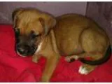 Adopt Timmy a TanYellowFawn - with Black Boxer dog in Sheffield 