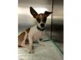 Adopt Rufus a Jack Russell Terrier  Mixed dog in Oklahoma City O