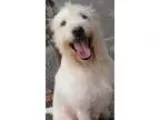 Adopt Leo a Terrier