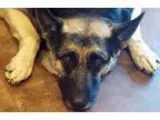 Adopt Loretta Lynn a German Shepherd Dog  Mixed dog in Newport B
