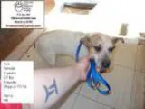 Adopt Ava a Jack Russell Terrier (Parson Russell Terrier) Pug
