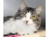 Adopt Muffins a Tan or Fawn Domestic Mediumhair  Mixed cat in Wi