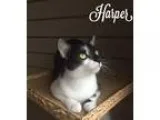 Adopt Harper a Black and White or Tuxedo Domestic Shorthair (sho