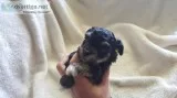 HOME-RAISED Health Guaranteed MALTIPOO Puppies w Champion Bloodl