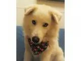 Adopt DIESEL a Husky  Mixed dog in Little Rock AR (15711816)
