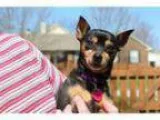 Adopt Lexi a Miniature Pinscher
