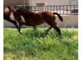 World class dressage breed - Spectacular dark bay KWPN colt