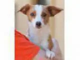 Adopt Buttercup a Jack Russell Terrier