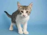 Adopt TRAVELER a Domestic Mediumhair  Mixed (medium coat) cat in